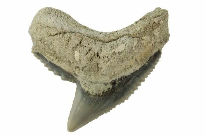 Fossil Tiger Shark (Galeocerdo) Tooth - Aurora, NC #195033